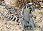 動物図鑑・ワオキツネザルの写真 19